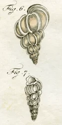 Illustration de Turbo Scalaris, 1790
